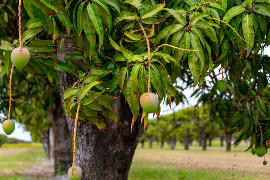 Mango Orchard in Queensland - Australia