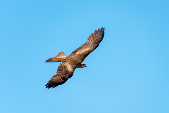 Whistling Kite in Northern Territory - Australia