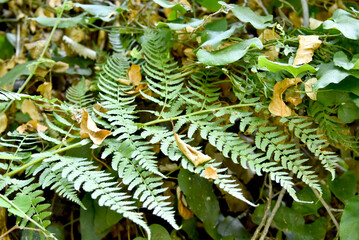 Close-up of vibrant green fern fronds resting among lush forest foliage and scattered dry autumn leaves, highlighting natural woodland botany and plant textures. © IbrahimAlkan