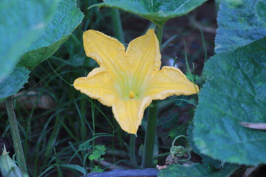 pumpkin flower