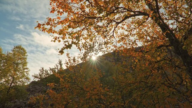 Close-up of beautiful orange and yellow autumn foliage glowing in soft sunlight against a blue sky, with the sun peeking behind a mountain creating a magical sunstar.