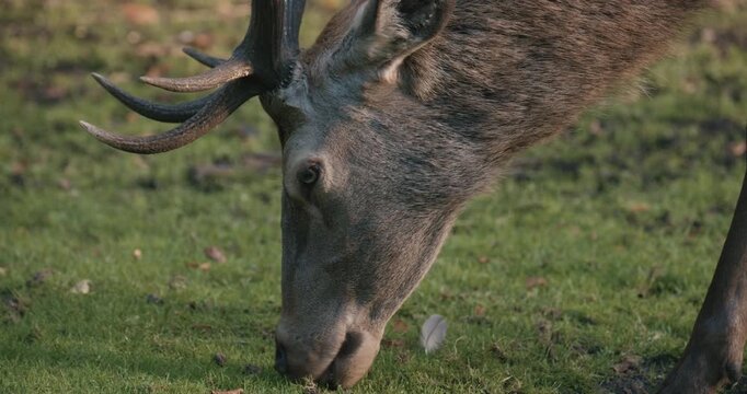 A male deer with antlers grazes on green grass in the Netherlands, Europe. Its fur is dark, with brown leaves scattered behind.