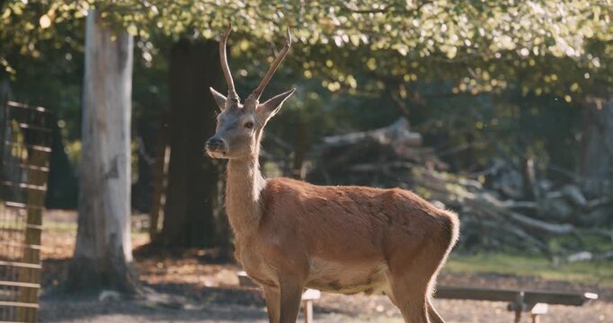 A male red deer stands on ground covered with dry leaves and dirt in the Netherlands, Europe, antlers prominent, tongue slightly protruding.