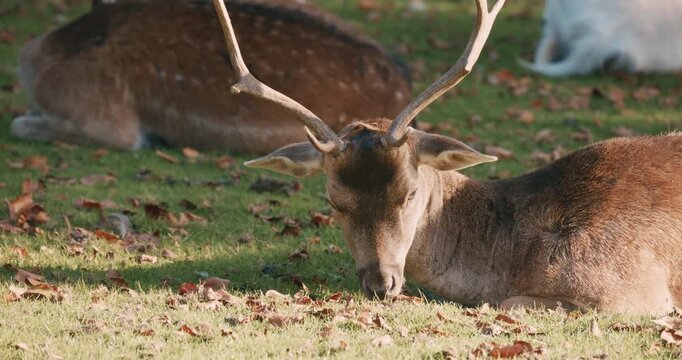A male deer with antlers lies on grass among autumn leaves in the Netherlands, Europe, with a small animal partially visible nearby.