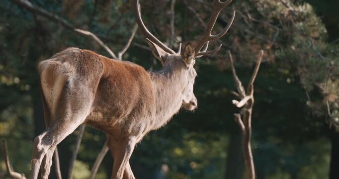 A male red deer stag stands in the Netherlands, Europe. Its antlers rise upward and its coat shows brown and tan hues, forest behind.