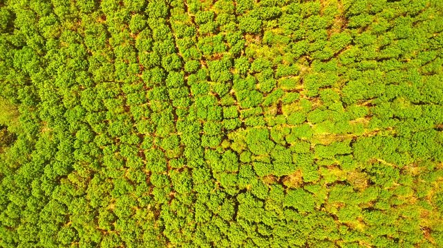 Top-down drone view of rubber trees in Malawi, highlighting rounded green crowns, geometric planting patterns and textured plantation canopy.