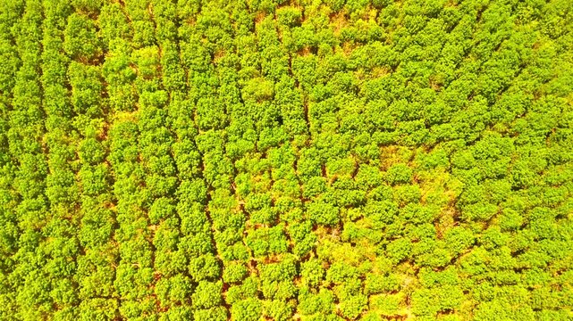 Top-down drone view of a rubber tree plantation in Malawi, showing dense green crowns and repeating patterns across the forest canopy.