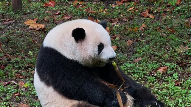 Giant panda in close up nibbling a fresh bamboo shoot in Chengdu, China