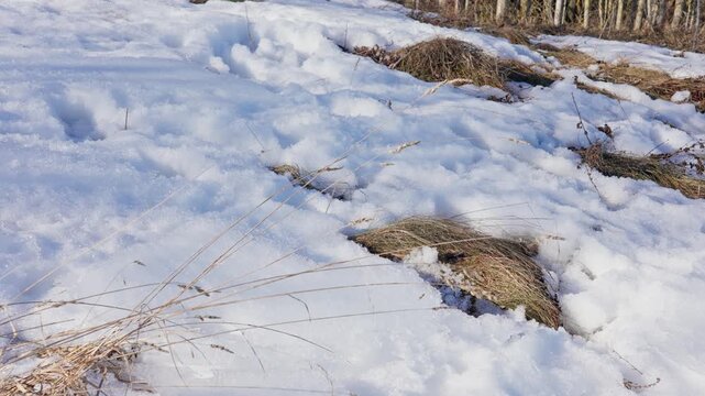 Sparkling melting snow blankets green grass in winter meadow, revealing patchy blades of lawn and soft blue shadows on ground under bright sunlight, showing calm thaw into spring.