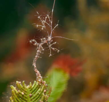 Skeleton Shrimp Clinging to Reef Growth