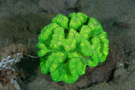 Bright Green Open Brain Coral on Sandy Seafloor in Ambon Indonesia