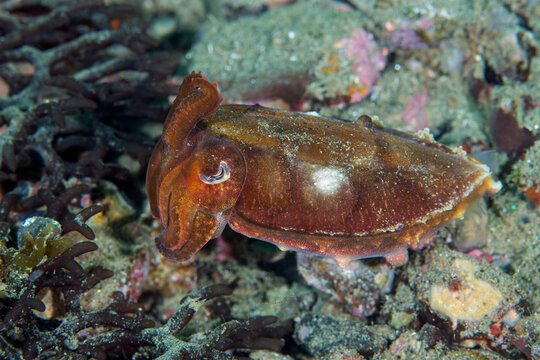 Dwarf cuttlefish resting on sandy seafloor in Ambon Indonesia