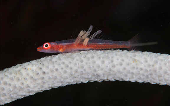 Whip coral goby with parasitic copepods on white coral in Ambon waters