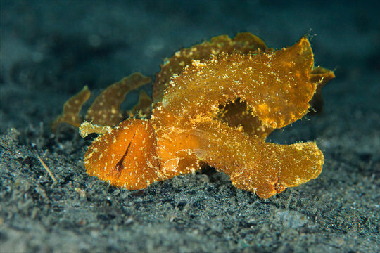 Melibe viridis nudibranch crawling on sandy seafloor in Ambon Indonesia