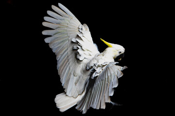 White Cockatoo Isolated Against a Black Background in Leura, Blue Mountains, Australia  © 昌司 西本