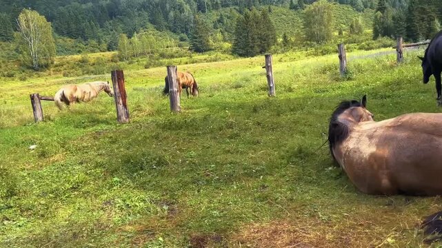 Horses scattered across lush green pasture, some grazing while one rests on ground, wooden fence posts marking boundaries, dense coniferous forest visible beyond under bright daylight.