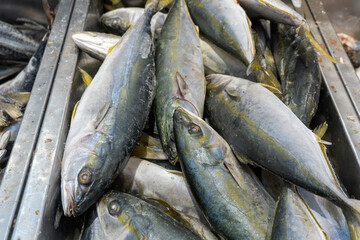 Large whole fish displayed at a seafood market stall © IbragimovN