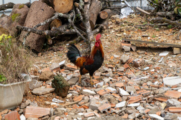 Rooster standing among bricks and outdoor building debris © IbragimovN