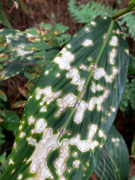 Macro Close-Up of Plant Leaf Affected by Fungal Disease or Blight