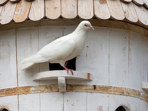 Closeup of white Dove on wooden Dovecote