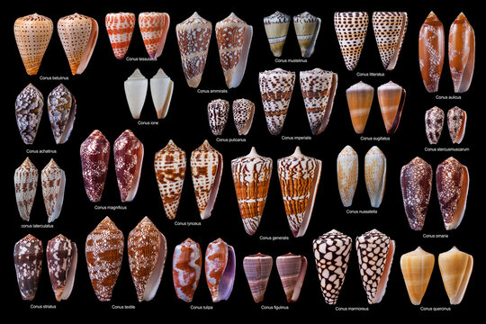 Coninae Marine mollusks table