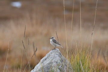 The ground tit, Tibetan ground tit, or Hume's ground tit , Pseudopodoces humilis © Shaji