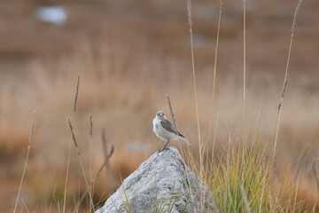 The ground tit, Tibetan ground tit, or Hume's ground tit , Pseudopodoces humilis © Shaji