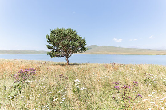 Lone pine tree in a meadow of  wildflowers under a bleur sky, Georgia
