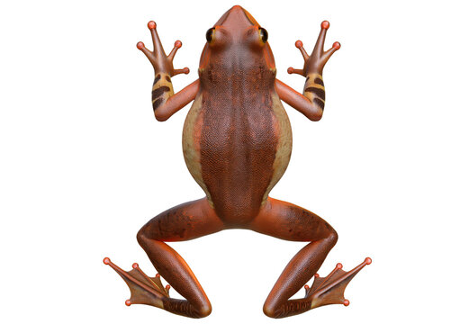 frog 3D isolated on transparent or white background