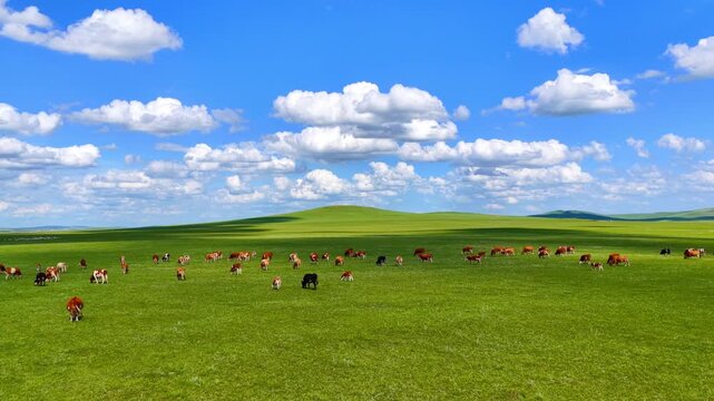 Cattle herd grazing on green grassland under blue sky and white clouds, Hulunbuir, Inner Mongolia