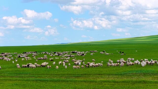 Cattle herd grazing on green grassland under blue sky and white clouds, Hulunbuir, Inner Mongolia