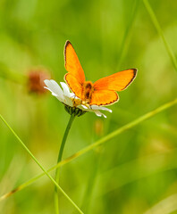 scarce copper (Lycaena virgaureae) butterfly © Petr