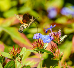 Fototapeta premium hummingbird hawk-moth (Macroglossum stellatarum) butterfly