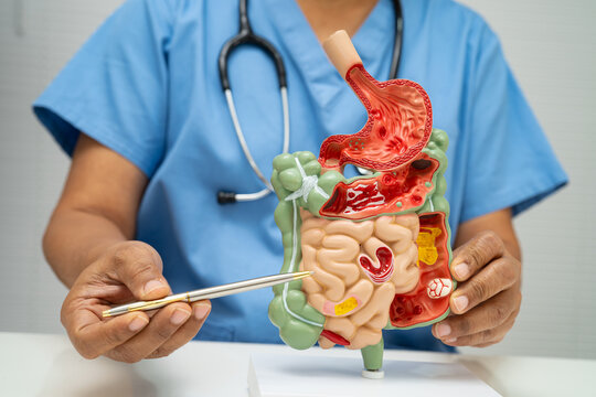 Digestive system with stomach and intestine, Asian doctor holding human anatomy model for study diagnosis and treatment in hospital.
