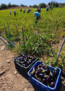 Cajas con berenjenas negras recien recolectadas en la huerta de Mijas