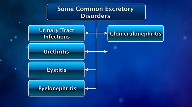 Common excretory disorders include kidney stones, urinary infections, nephritis, renal failure, and incontinence.