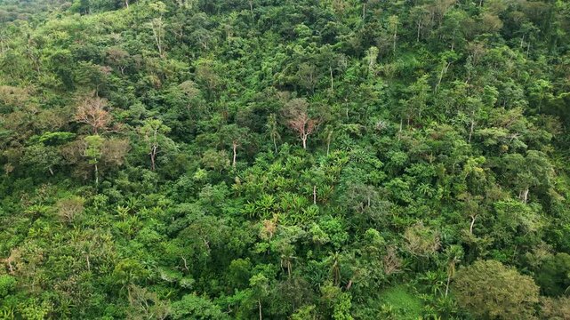 Panoramic aerial overview of dense tropical forest covering a rugged hillside - Catanduanes, Bicol, Philippines