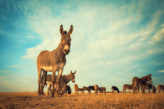 Wide shot of a herd of donkeys standing and grazing in a dry, golden field under a dramatic blue sky with clouds. A warm, natural scene for rural, farm and animal projects