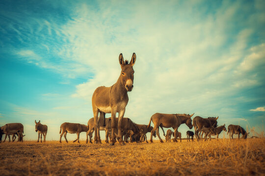 Wide shot of a herd of donkeys standing and grazing in a dry, golden field under a dramatic blue sky with clouds. A warm, natural scene for rural, farm and animal projects
