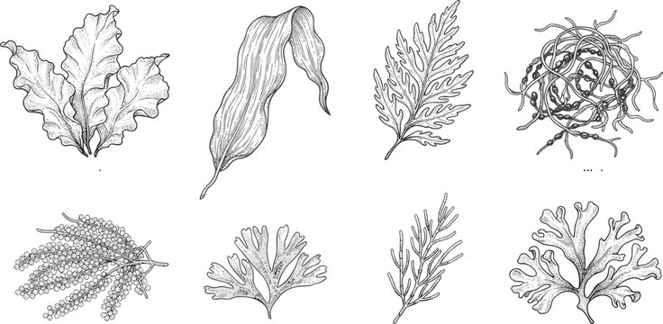 Vintage seaweed and marine algae illustration collection featuring kelp, leafy sea lettuce, branching algae, coral-like forms and detailed underwater botanical engravings