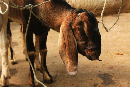 close up etawa goat (kambing etawa) javanese goat on traditional animal market, java indonesia