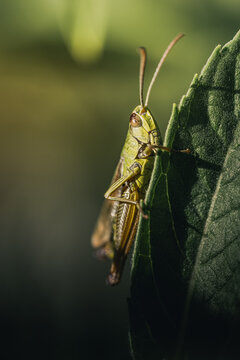 Insecte en macro minimaliste
