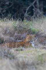 leopard resting in the tree © Nipun