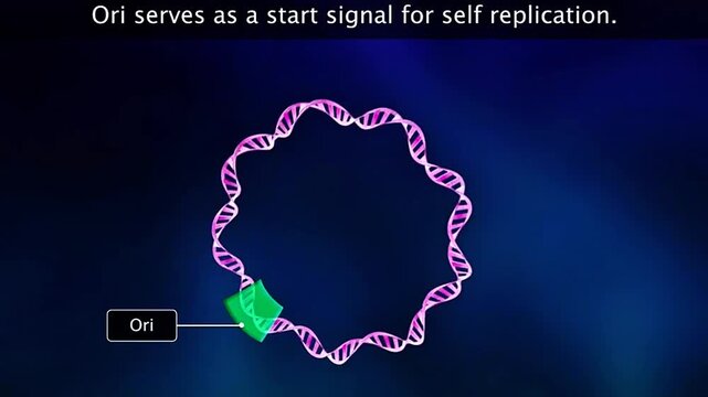 ORI is the origin sequence where DNA replication begins, enabling a plasmid or chromosome to copy itself.