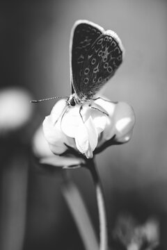 Insecte en macro minimaliste