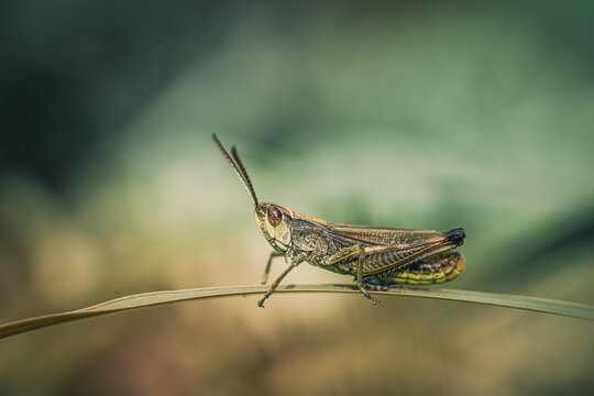Insecte en macro minimaliste
