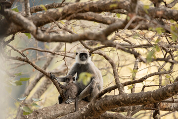 black monkey © Nipun