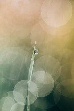 Fleur en macro minimaliste sur fond flou