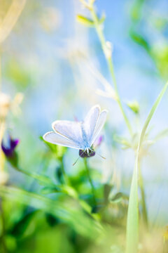 Insecte en macro minimaliste