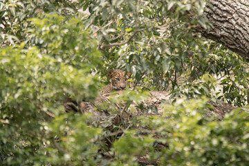 leopard sitting on the tree © Nipun